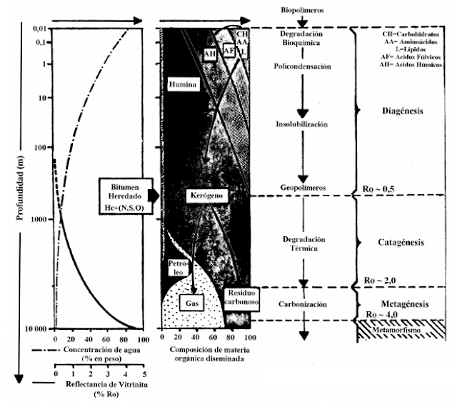 materia orgánica evolución