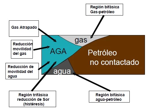 Zona trifásica y mecanismos AGA.